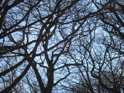 Solar cells modeled on a tree