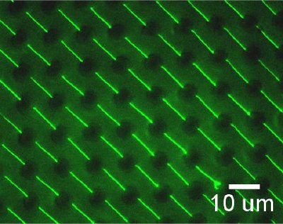 Fluorescence image of an array of stretched DNA
