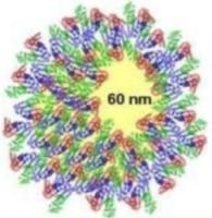 NTA evidence supports the hypothesis that proteins in suspension act to coat the nanoparticles.