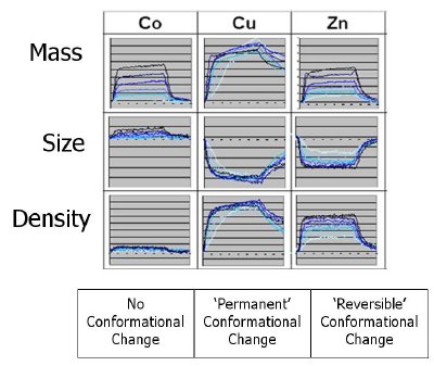 Examples of different Conformation Activity Relationships for similar affinity binding interactions of metal ions binding to prion protein (PrP). Shown are the mass of association and dissociation of different metal ions at different concentrations (from which the interaction affinity can be calculated) and the corresponding size and density profiles (from which the conformational changes can be measured). The maximum conformational change (Cu) is 0.04nm and each challenge was a 5 minute injection.