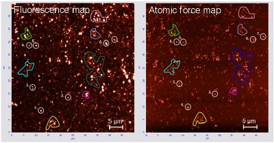 A confocal fluorescence map of NV centres in diamond nanocrystals (left) and the corresponding atomic force microscopy map of the diamond crystal profiles. This combined measurement technique coupled with theoretical modelling now enables the prediction of the stability of NV centres in a range of nanodiamond sizes.
