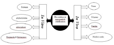 Biological entities in stabilization of nanomaterials