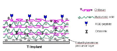 Polyelectrolyte multilayers on titanium comprising hyaluronic acid and chitosan with surface conjugated RGD.