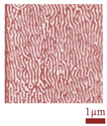 Labyrinth array formed by magnetic domain walls in a thin Co film.