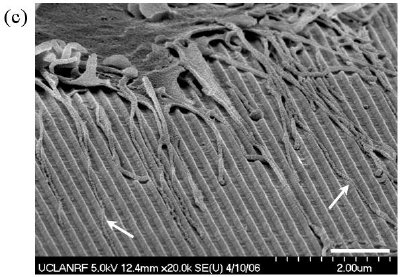 Cell adhesions on 3-D sharp-tip nanotopography5,6. The SEM images of fibroblast cells