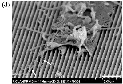 Cell adhesions on 3-D sharp-tip nanotopography5,6. The SEM images of fibroblast cells