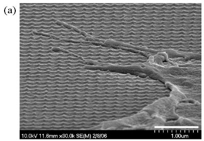 Cell adhesions on 3-D sharp-tip nanotopography5,6. The SEM images of fibroblast cells