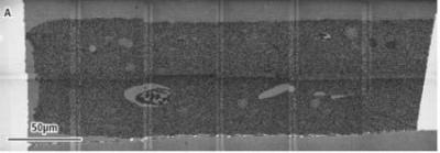 The 6 × 2 mosaic image of ultramicrotome cross section of rat hippocampus recorded with STEM detector.