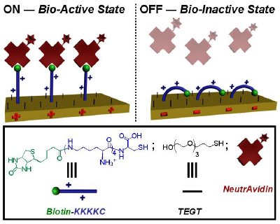Schematic representation of the switching of mixed TEGT-biotinylated peptide SAMs between a bio-active and bio-inactive state. Depending on the electrical potential applied, the peptide can expose or conceal the biotin site and regulate its binding to NeutrAvidin.