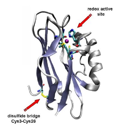 The 3d structure of azurin from Pseudomonas aeruginosa. Structural information from PDB file 1E5Y.