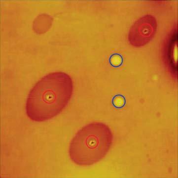 (a) 4µm x 4µm TappingMode AFM image of a polystyrene – low-density-polyethylene (PS-LDPE) blend. The red and blue circles highlight the location utilized for VITA measurements in the PS domains and LDPE matrix, respectively. (b) VITA nTA measurements showing reproducibly the PS glass transition temperature inside the domains and the LDPE melting transition in the matrix, thus identifying the component distribution unambiguously.