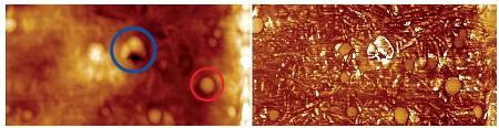 (a) 4µm x 2µm TappingMode AFM image of a polyethylene oxide – syndiotactic polypropylene (PEO-sPP) blend showing both topography (left) and phase (right). The red circle highlights a small domain and the blue circle highlights a similar domain after the nano thermal analysis was performed. (b) VITA nTA measurement performed at the location of the blue circle. The curve shows a transition temperature characteristic of PEO, followed by a sPP melt transition. Apparently, the small features visible in the AFM images represent shallow PEO domains that are readily traversed, allowing the probe to sense both the small PEO domain and underlying sPP matrix.