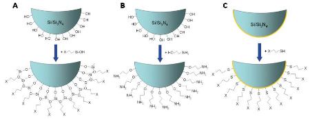 The first step of tip functionalization is generally to introduce amine groups (shown here as “X”) to the tip surface. Three methods are widely used: A) treatment with silanes; B) esterification with ethanolamine; and C) formation of a SAM using thiol-gold chemistry.