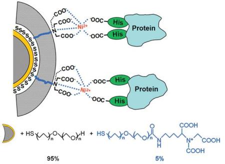 Mixed SAMs are formed on a gold-coated tip. Only a very low percentage of so-called NTA- terminated alkanethiols will establish a chelation with cations, which will also interact with polyhistidine groups belonging to peptides or proteins.