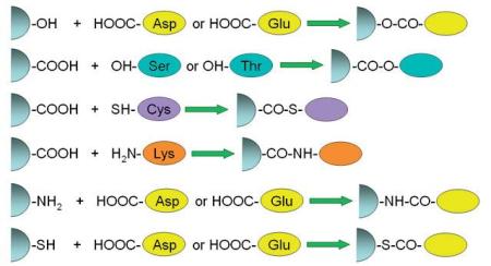 Typical reactions between chemically modified AFM tips and some amino acids (Asp = Aspartate, Glu = Glutamate, Ser = Serine, Thr = Threonine, Cys = Cysteine and Lys = Lysine).