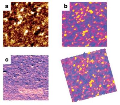 Peak Force TUNA images of P3HT thin film spin-coated on glass/ITO/PEDOT substrate, and annealed at 120°C. Shown are (a) topography, scale 10nm; (b) peak current, scale 300pA; (c) DMT modulus, scale 15MPa (d) the overlay of conductivity map on topography. Image size is 2 µm × 2 µm, taken at 1 nN Peak Force, 3V DC bias, using Bruker’s PeakForce TUNA probe (Au coating, spring constant of 0.4N/m) on a MultiMode 8 AFM in a glove box with below 1 ppm O2 and H2O. Sample courtesy of Prof. Nguyen, UCSB.