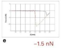 PeakForce TUNA images of P3HT:PCBM solar cell with a PEDOT modified ITO/glass anode. Shown are (a) topography, scale 10nm; (b) Cycle-averaged Current, scale 5pA; (c) Adhesion, scale 8 ~10nN and (d) the overlay of conductivity map on topography. Image size is 2µm × 2µm, taken at 2.5V DC bias, a net-negative Peak Force of -1.5nN is shown in the force curve (e). Bruker’s Multimode 8 AFM is used with Bruker’s Peak Force TUNA probe (Au coating, spring constant 0.4N/m) in a glove box with below 1ppm O2 and H2O. Sample courtesy of Prof. Nguyen, UCSB.