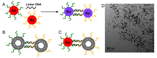 Schematics of DNA-directed assembly of gold nanoparticles (A), liposomes (B), and their hybrids (C). (D) A representative TEM micrograph of the structure shown in (C).  Environmental Monitoring