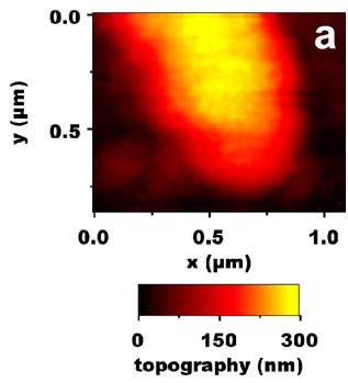 AFM topography of one single Rhodobacter capsulatus.