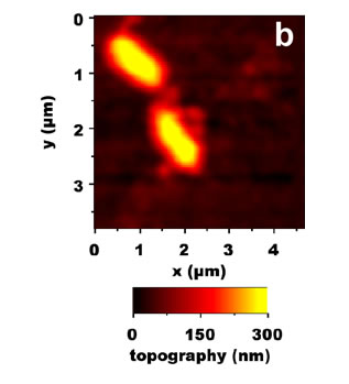 AFM topography of two seperated bacteria Rhodobacter.