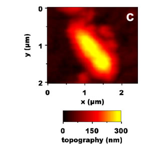 AFM zoom on the lowest bacterium localized on b).