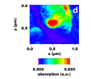 Chemical mapping of PHB (at 1740 cm-1) of the corresponding topogaphy a).