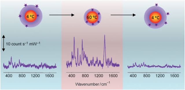 SERS spectra recorded from an Au@pNIPAM colloid in contact with 10 µM 1-naphthol, at low (left), high (middle) and low temperature again (right), corresponding to swollen (left and right) and collapsed (middle) microgel, as shown in the cartoons. A high quality SERS spectrum can only be recorded in the collapsed state because the naphthol molecules are trapped next to the gold cores.