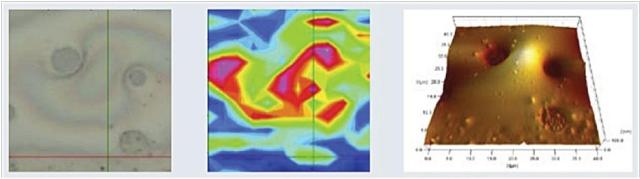 AFM-Raman acquisition sequence with (left) bright-field optical image, (middle) Raman map, and (right) AFM sample topography image.