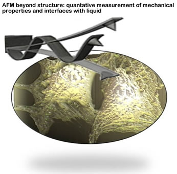 Sonia Contera uses AFM based techniques for quantitative measurement of mechanical properties and interfaces of biological systems in physiological conditions