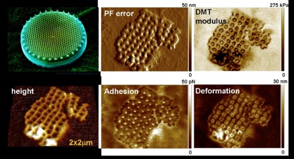 Imaging of phytoplankton cell wall with a BioScope Catalyst AFM. Top left: electron microscopy image of a diatom, sample courtesy of Dennis Kunkel, Astrographics. Most of the PeakForce QNM channels provide a remarkable contrast and high-resolution features.