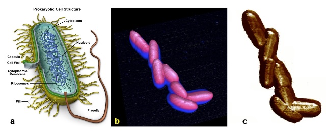 E. Coli K12 bacteria imaged by PeakForce QNM on a BioScope Catalyst AFM. In a, the structure of the strain is drawn. In b, an AFM 10x10µm 3D-height representation of a cluster of bacteria is shown. In c, Young’s modulus channel (z-scale: 0-4GPa) is depicted. This is the first time that such bacteria has been imaged alive by AFM.