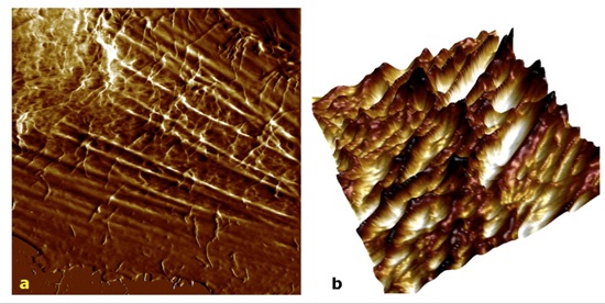 Images of living glioblastoma cells by PeakForce QNM and the BioScope Catalyst AFM. In a, 40x40µm height image recorded at a moderate force shows both topmost and internal structures. In b, 15x15µm 3D overlay of topography and deformation channels is shown. Bruker’s BioScope Catalyst with Perfusing Stage Incubator offers the best balance of living cell imaging for long-term experiments.