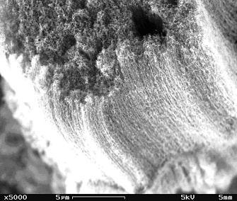 A forest of vertically aligned carbon nanotubes, produced by flame-based CVD.