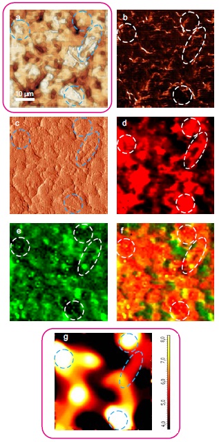 AFM and Raman images from the same place of the new cathode: (a) AFM topography height, (b) phase, (c) magnitude; (d) Raman intensity map with 579 cm-1 peak, (e) Raman intensity map using 674 cm-1 peak; (f) chemical map (red color corresponds to the LiCoO2, green color is delithiated LiCoO2 (Co3O4 are absent on this cathode, because the intensity of peak at 674 cm-1 is never rank over the intensity of peak 579 cm-1); (g) ratio of peak intensities at 579 and 674 cm-1. Black color corresponds to the delithiated cathode, yellow color corresponds to the intercalated state of cathode. Size of all images: 50x50 μm.