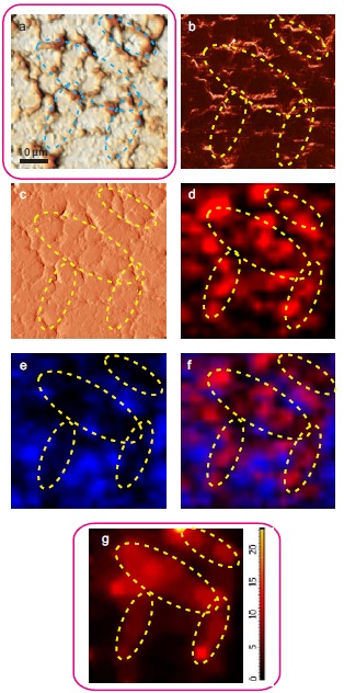 AFM and Raman images from the same place of cathode removed from the old battery: (a) AFM topography, (b) phase, (c) magnitude; (d) Raman intensity map using 579 cm-1 peak, (e) Raman intensity map using 674 cm-1 peak; (f) ratio of peak intensities at 579 and 674 cm-1. Black color corresponds to the Co3O4, because such areas are characterized by a strong peak at 674 cm-1 and very weak peak at 579 cm-1;(g) chemical map (blue color corresponds to the Co3O4 , red color corresponds to the non degraded LiCoO2 Size of all images: 50x50 μm.