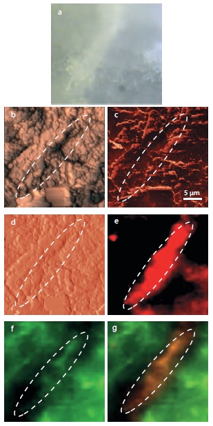 ANADIN tablet measurements with NTEGRA Spectra: (a) optical image of tablet; (b) AFMheight, (c) AFMphase , (d) AFMmag, (e) Raman mapping Paracetamol distribution; (f ) Raman mapping - Aspirin distribution; (g) components on the tablet (red color corresponds to Paracetamol, green color corresponds to Aspirin);