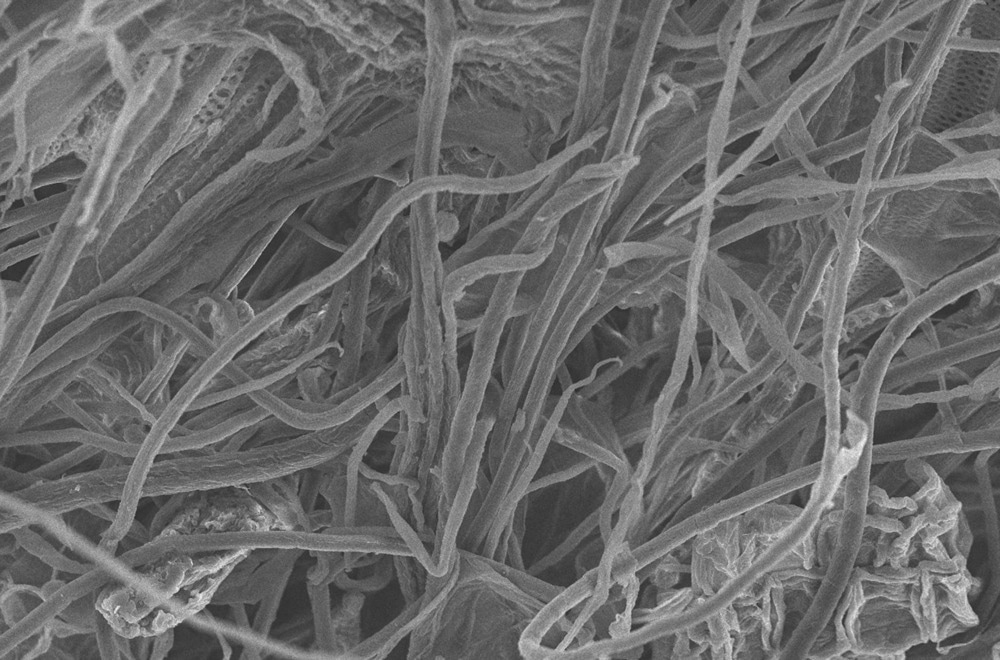What is Nanocellulose?