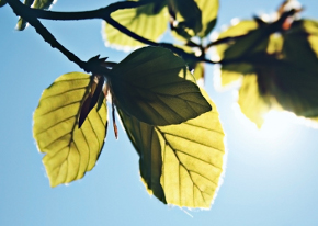 DSSC technology arose from the concept of "artificial photosynthesis" - attempting to replicate the ability of plants to turn sunlight into useful energy.