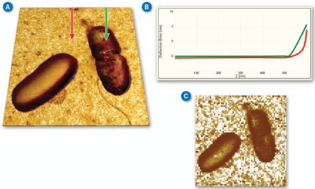 (A) PeakForce QNM (250Hz) Sneddon modulus data painted on 3D topography of E. coli bacteria. Brighter areas are stiffer with the brightest areas (substrate) ~50MPa. (B) Two force curves from the PeakForce Capture file showing the difference between substrate and cell. (C) Force volume Sneddon modulus image of the same bacteria collected at a ramp rate of 2Hz. (Standard DNP-A probe in water with 300nm modulation amplitude, Scan size 5µm.)