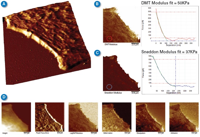 Lamellipodium of a mouse B16 cell imaged in HEPES buffer. (A) 3D rendering of the lamellipodium topography showing actin fibrils. (B,C) Comparison between maps of DMT modulus and Sneddon modulus, along with individual curves and fits from the same point in the image. (D) Six additional data channels collected simultaneously, mapping the properties of the cell, such as deformation, dissipation, and adhesion. (Classic MLCT-D