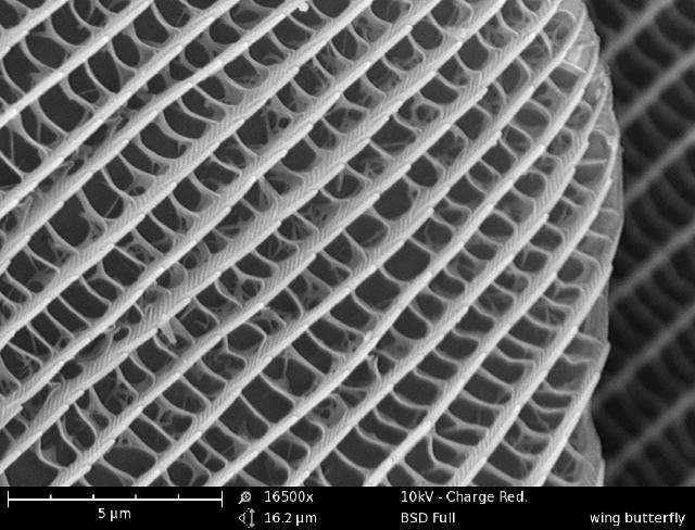 A butterfly wing imaged with the Phenom SEM