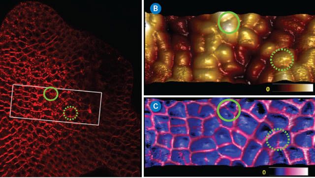 Typical application of PeakForce QNM imaging on living plant cells. (A) Projection from a confocal stack of an Arabidopsis Thaliana shoot apical meristem. Membranes were labeled with FM4-64. (B and C) PeakForce QNM images (top: 3D-height, topography only; bottom: 3D-height with DMT modulus skin). The DMT modulus channel clearly indicated that the cell edges (anticlinal cell walls) were significantly stiffer than the rest of the cell. Circled areas show regions where the modulus and optical maps reveal the presence of anticlinal cell walls that are not detected when using topography alone. (Images from Bruker Application Note #141.)