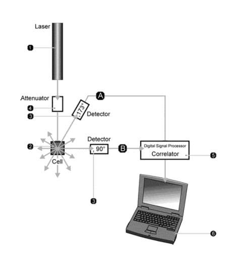 The key elements of a DLS system are the laser (1), measurement cell (2), detector (3), attenuator (4), correlator (5) and data handling PC (6). Detectors can be placed at either 90o or at a wider angle as exemplified by the NIBS detector shown at here at 173o.