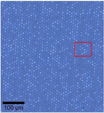 Stitched image of the sample acquired using an ioox objective. The red square shows the position of the high-resolution video image shown in figure 4.