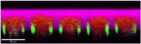 Color-coded Raman image of the depth scan performed along the red line shown in figure 4. The magenta, red and green areas correspond to the spectra shown in figure 6. The holes in the structure were located exactly underneath the red areas. The height of the structure appears to be reduced due to the difference in the refractive index between air (~i) and GaN (2.45).