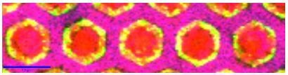 Color coded Raman image of a single plane extracted from the stack scan. The magenta, red and green domains correspond to the spectra shown in figure 6.