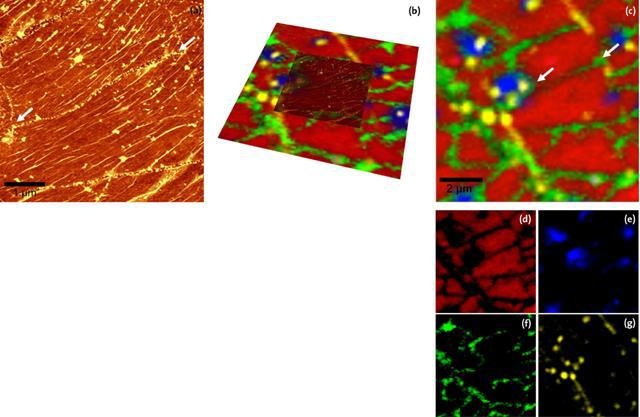 Defects in graphene layers (a) 5 x 5pm2 AFM topography image, topography range: 0-10nm. (b) AFM and Raman image overlaid (c) 10 x 10µm2 Raman image of the same sample area as shown in (a) with lower magnification.