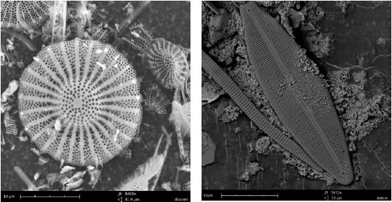 Diatoms generally range in size from approx. 2-200 pm which can make it difficult to recognize them using light microscopy. A desktop SEM is the perfect solution due to its higher magnification and depth of focus. Sample preparation is similar to that used with optical devices.