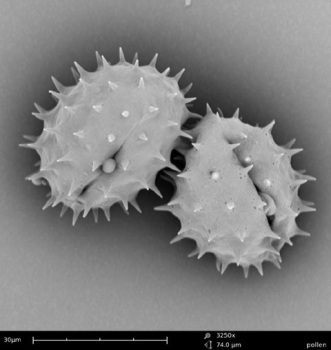 Grass pollen