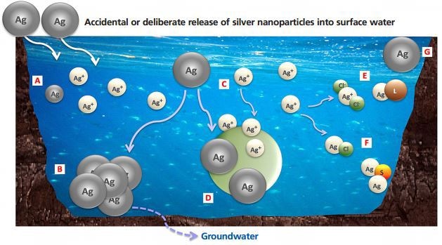 (A) Dissolution process leading to free ions release and smaller particles; (B) Aggregation into larger particles; (C, D) Adsorption of released Ag+ and nAg, respectively; (E) Formation of soluble complexes; (F) Reaction with other components in the water, which may result in precipitation; (G) nAg remaining stable